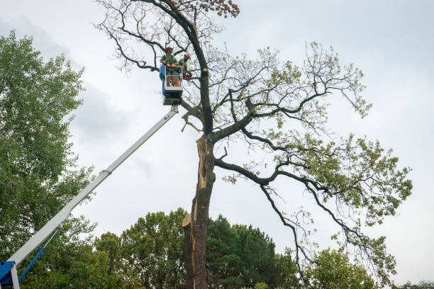 Tree and Shrub Care in Homosassa, FL